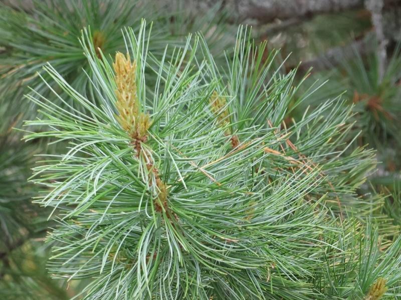 Stone Pine Leaves