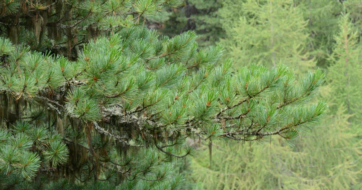 Stone Pine