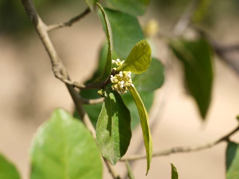 Streblus asper Flowers