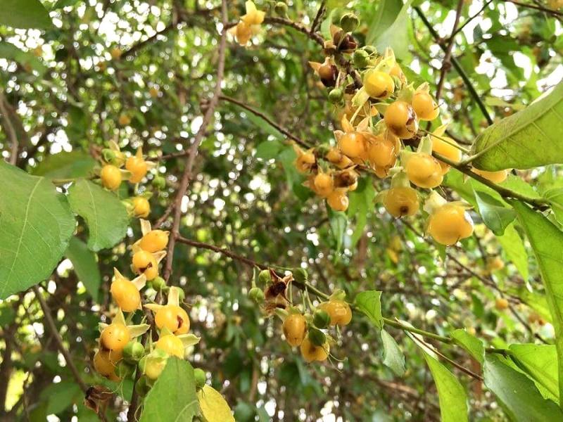 Streblus asper Fruit