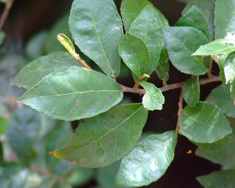 Streblus asper Leaves