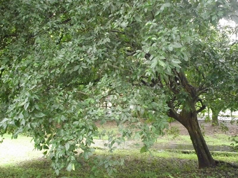 Streblus asper Tree