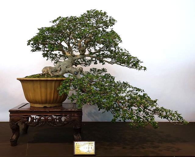 Surinam Cherry Bonsai