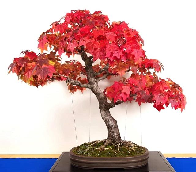 Sweet Gum Bonsai