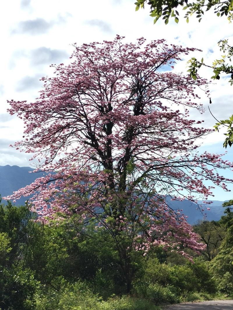 Tabebuia rosea