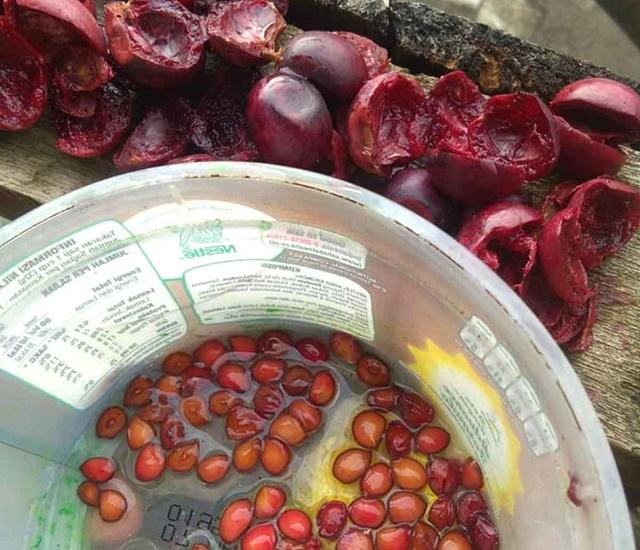Take Carandas Plum Seeds