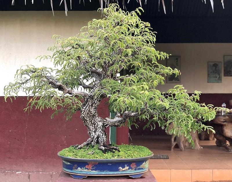 Tamarind Bonsai