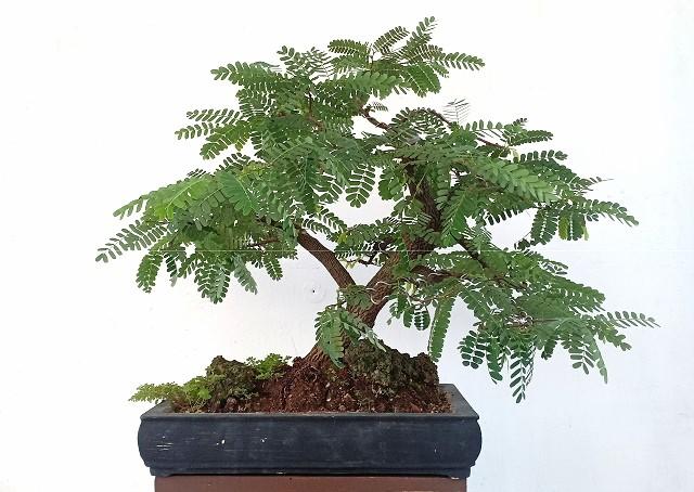 Tamarind Bonsai