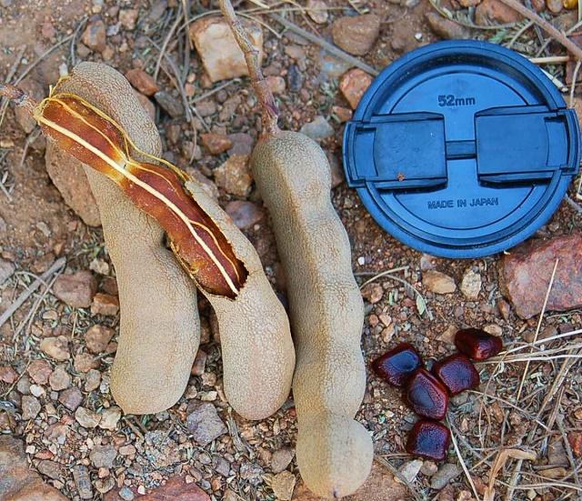 Tamarind Fruits and Seeds