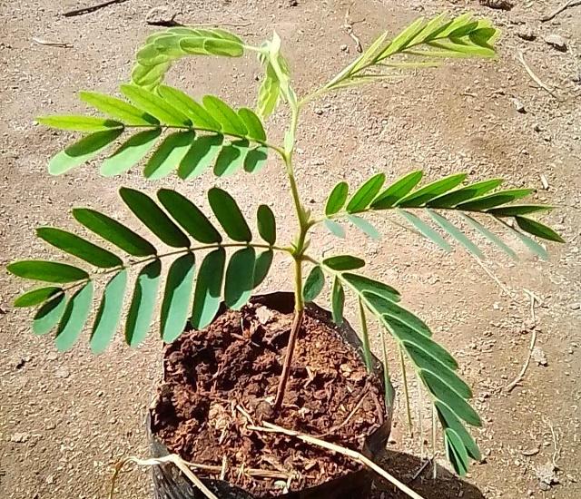 Tamarind Seeds