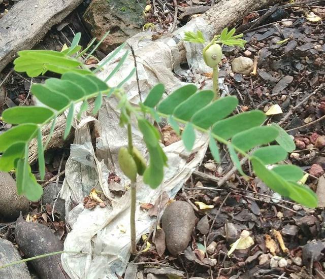 Tamarind Sprouts