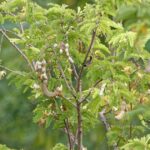 How to Cultivate Tamarind Trees