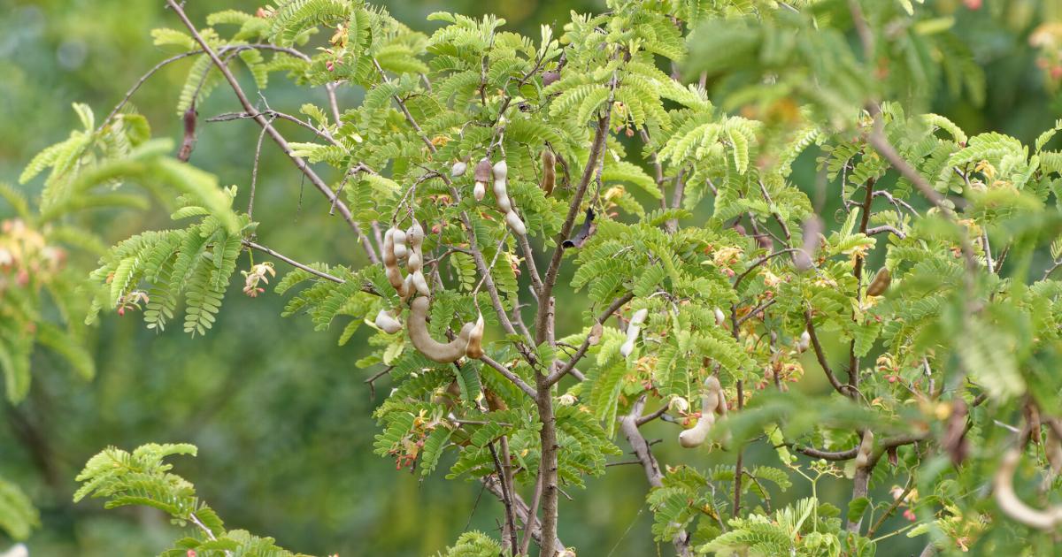 How to Cultivate Tamarind Trees