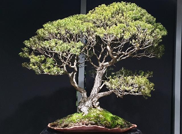 Tea Tree Bonsai