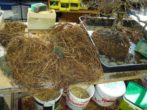 The number of roots removed