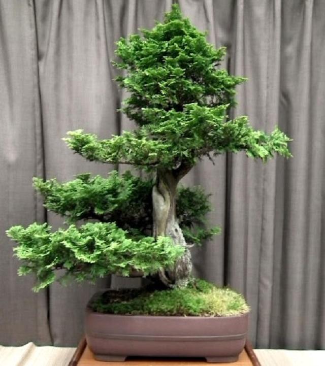 Thuja Bonsai
