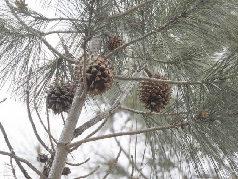 Towani Pine Fruit