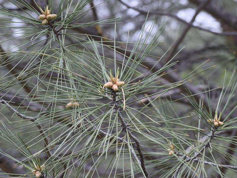 Towani Pine Leaves