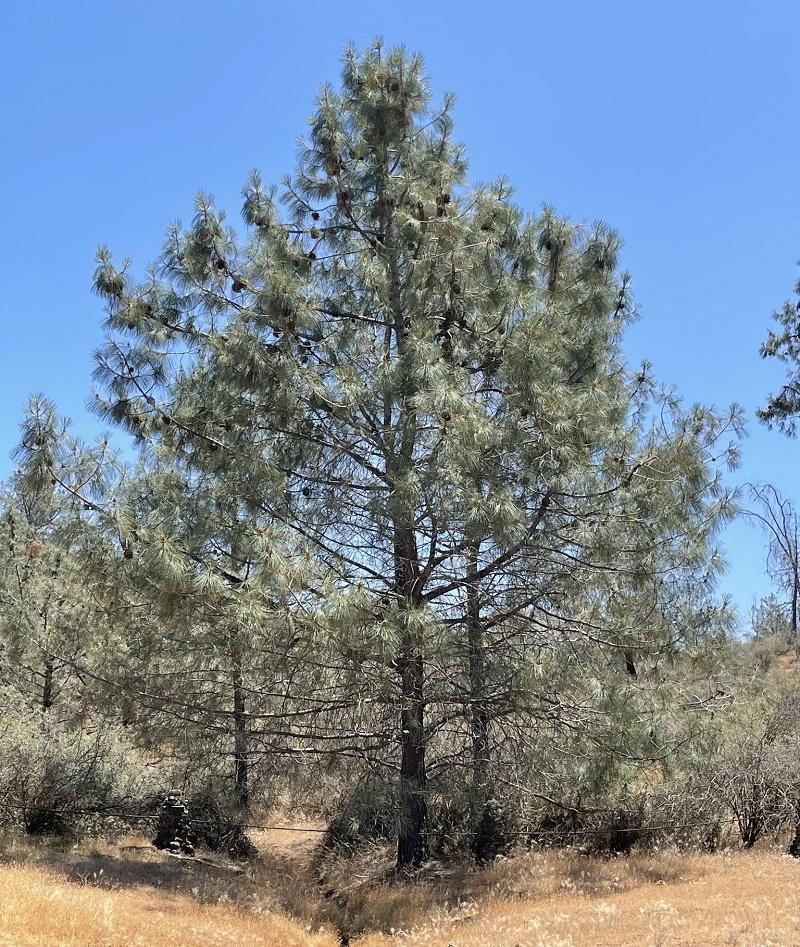 Towani Pine Tree