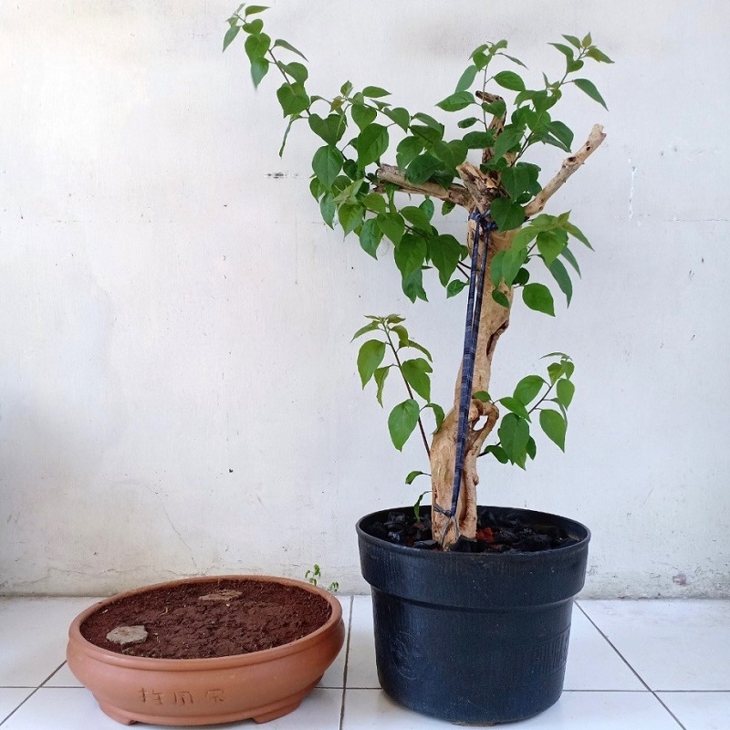 Transferring the bougainvillea bonsai material to the bonsai pot