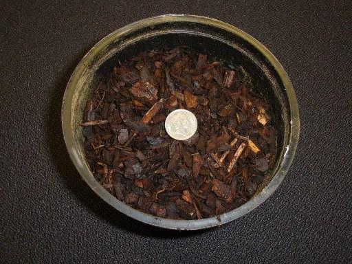 Tree Bark