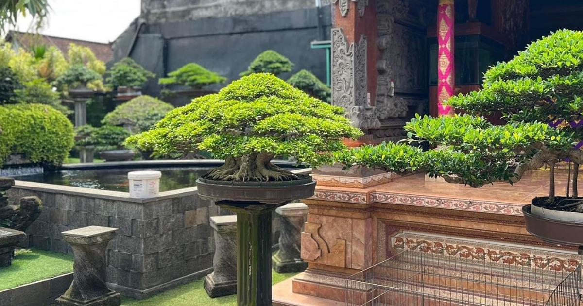 Bonsai Enthusiasts