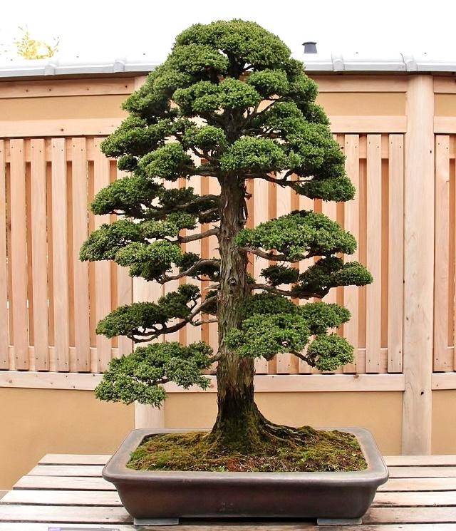 Tsugi Bonsai