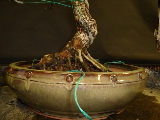 Tying Roots to Pots