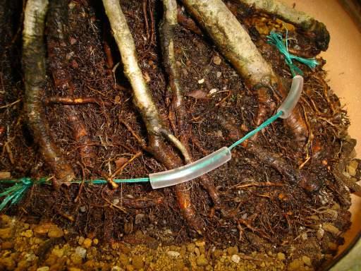 Tying Tree Roots