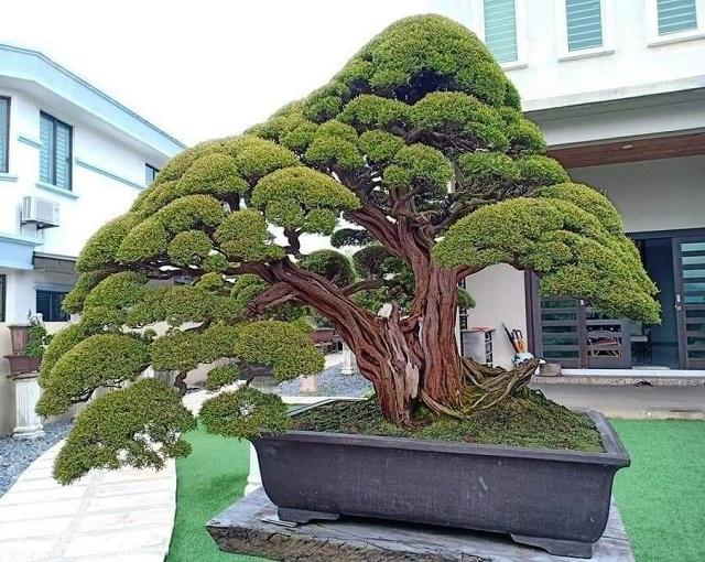 Ujung Atap Bonsai