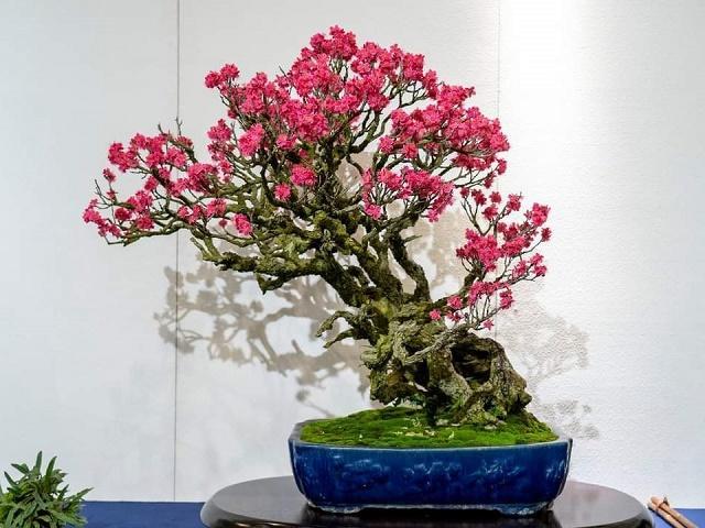 Ume Bonsai