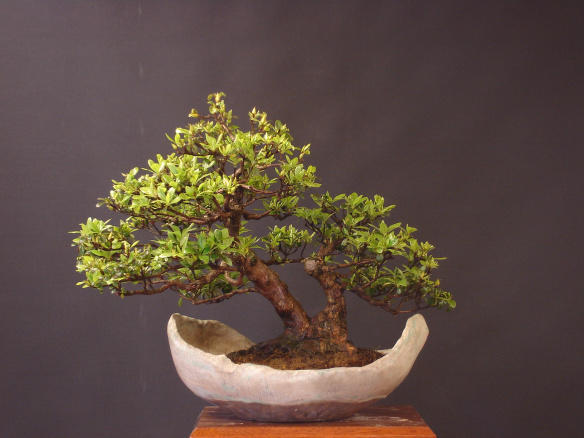 Unique ceramic pot