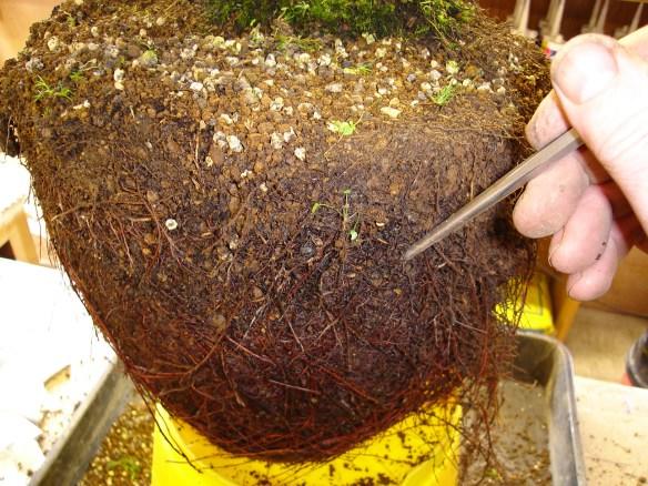 Unravel rounded roots