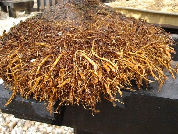 Upper Siberian Elm root detail
