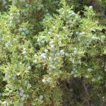 Utah Juniper