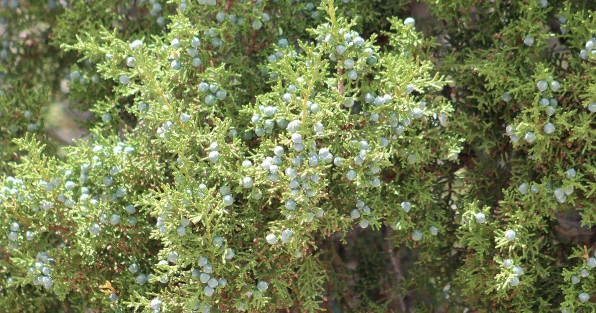 Utah Juniper
