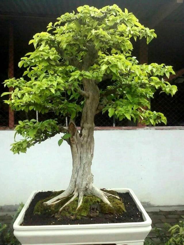 Vangueria Bonsai