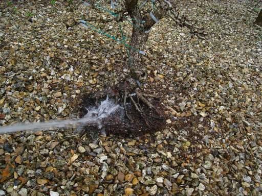 Washing Roots
