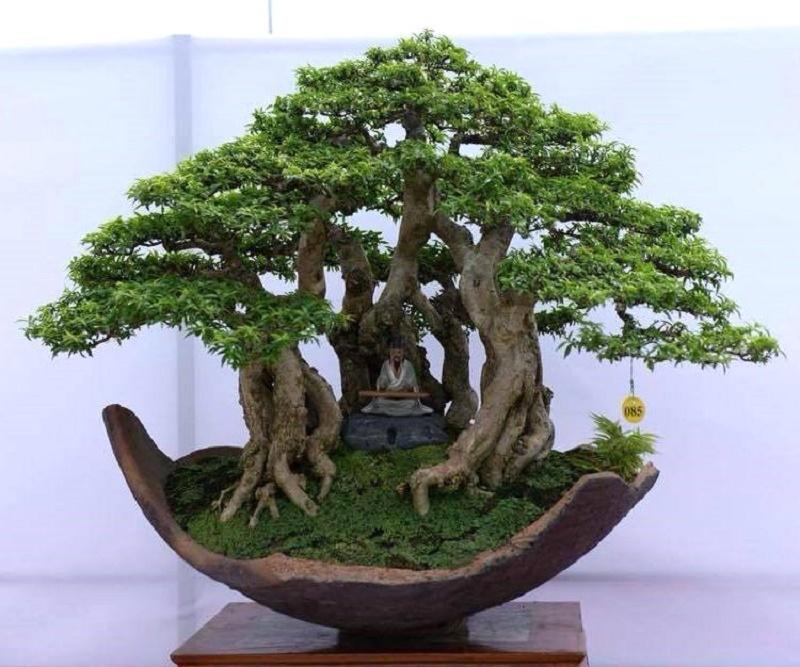 Water Jasmine Bonsai