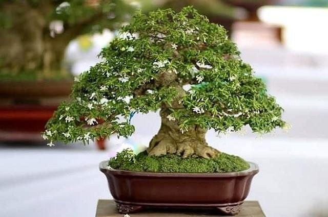 Water Jasmine Bonsai