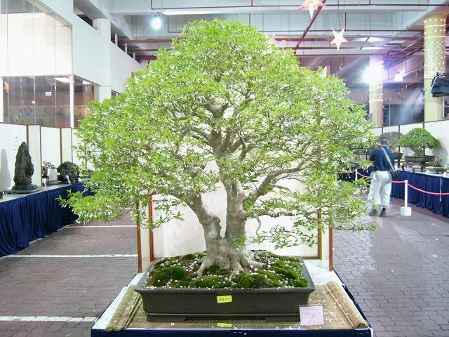 Water Jasmine Bonsai