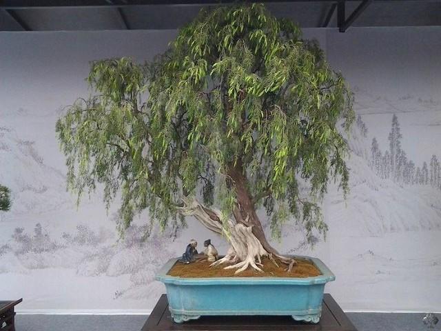 Weeping Willow Bonsai