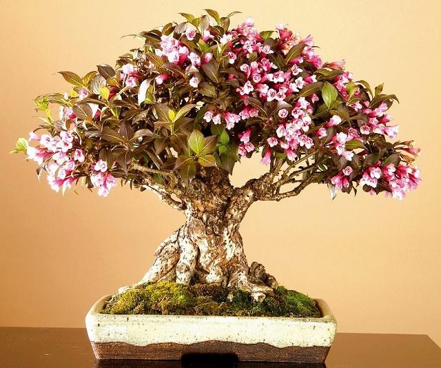 Weigela Bonsai