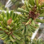 Western Bristlecone Pine
