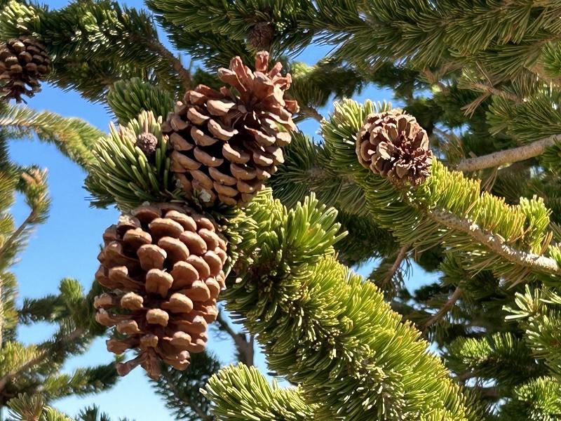Western Bristlecone Pine Fruit