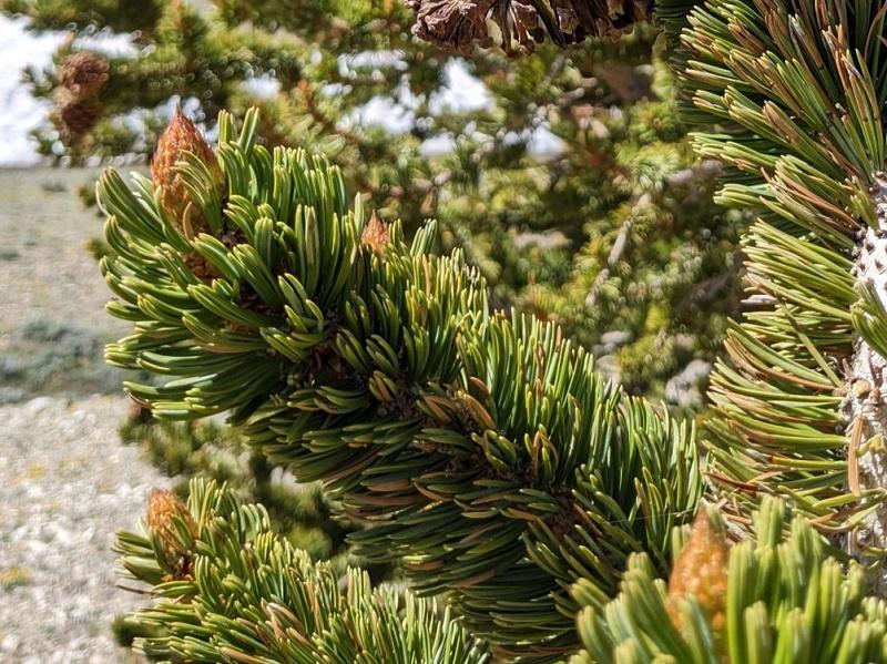 Western Bristlecone Pine Leaves