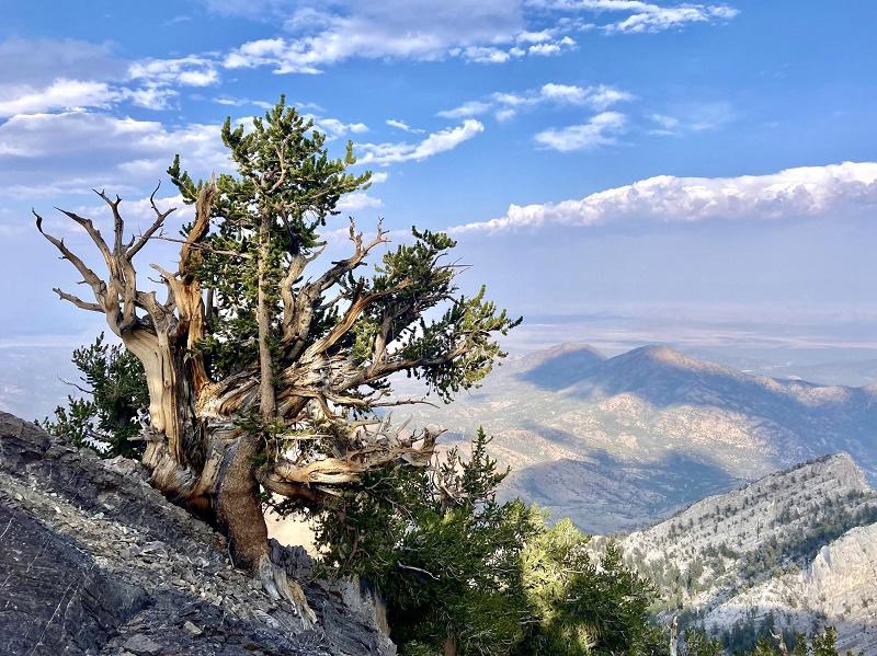 Western Bristlecone Pine Tree