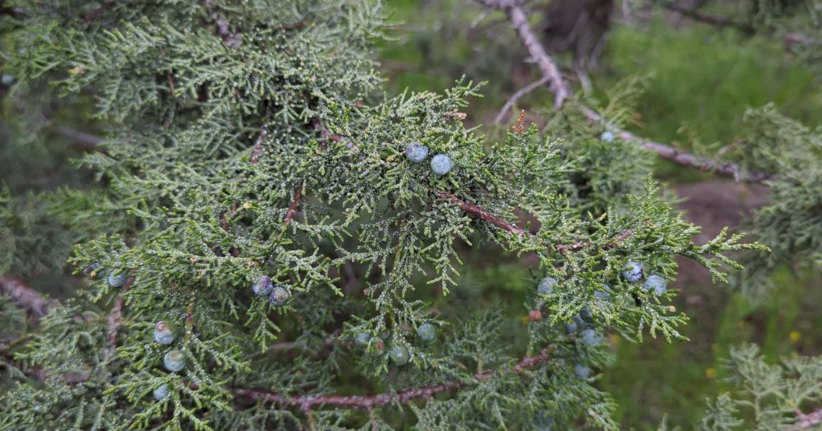 Western Juniper