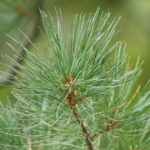 Western White Pine