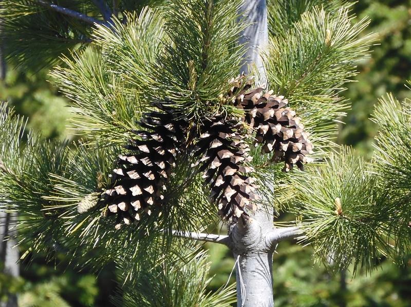 Western White Pine Fruit